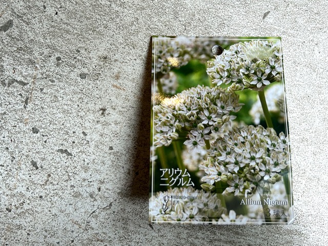 【 球根 】秋植え球根　＊アリウム＊　二グルム