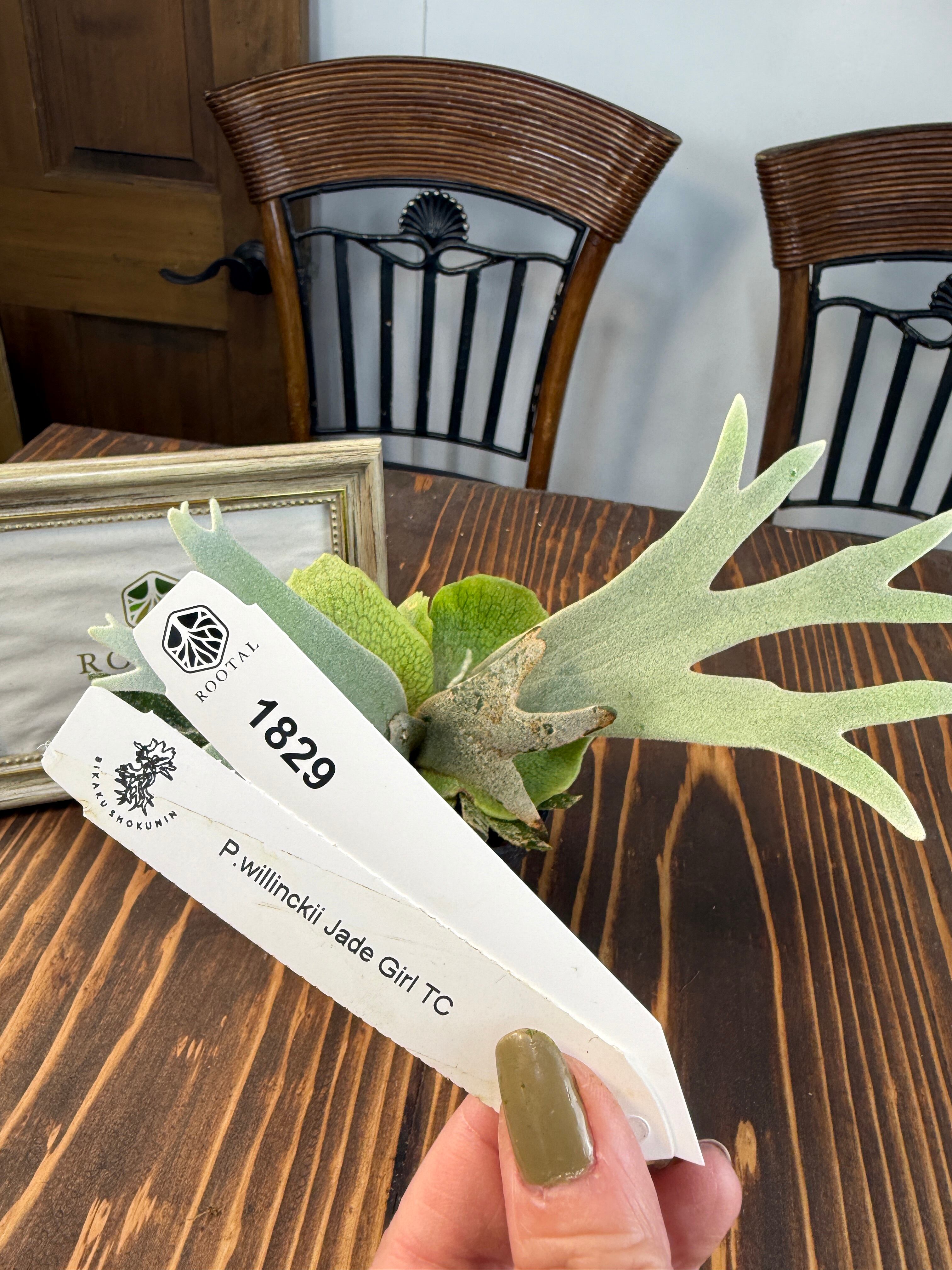 ビカクシダ | ROOTALPLANTS