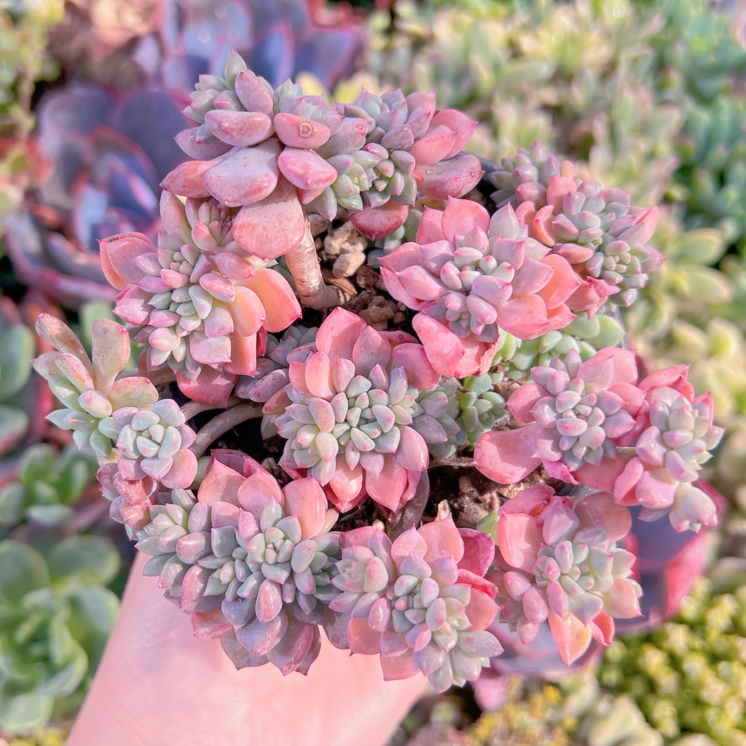 現品　キュートバブル#M219　大群生　るる農園