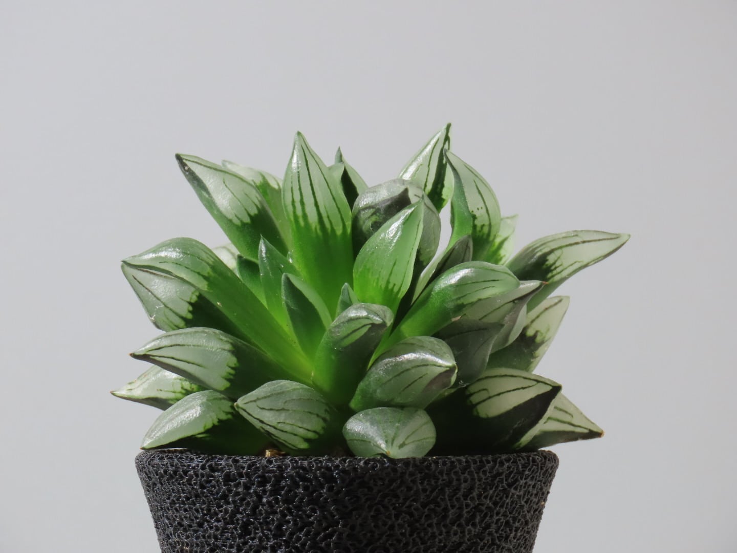 ハオルチア アトロフスカ・ミュータント | RePlants