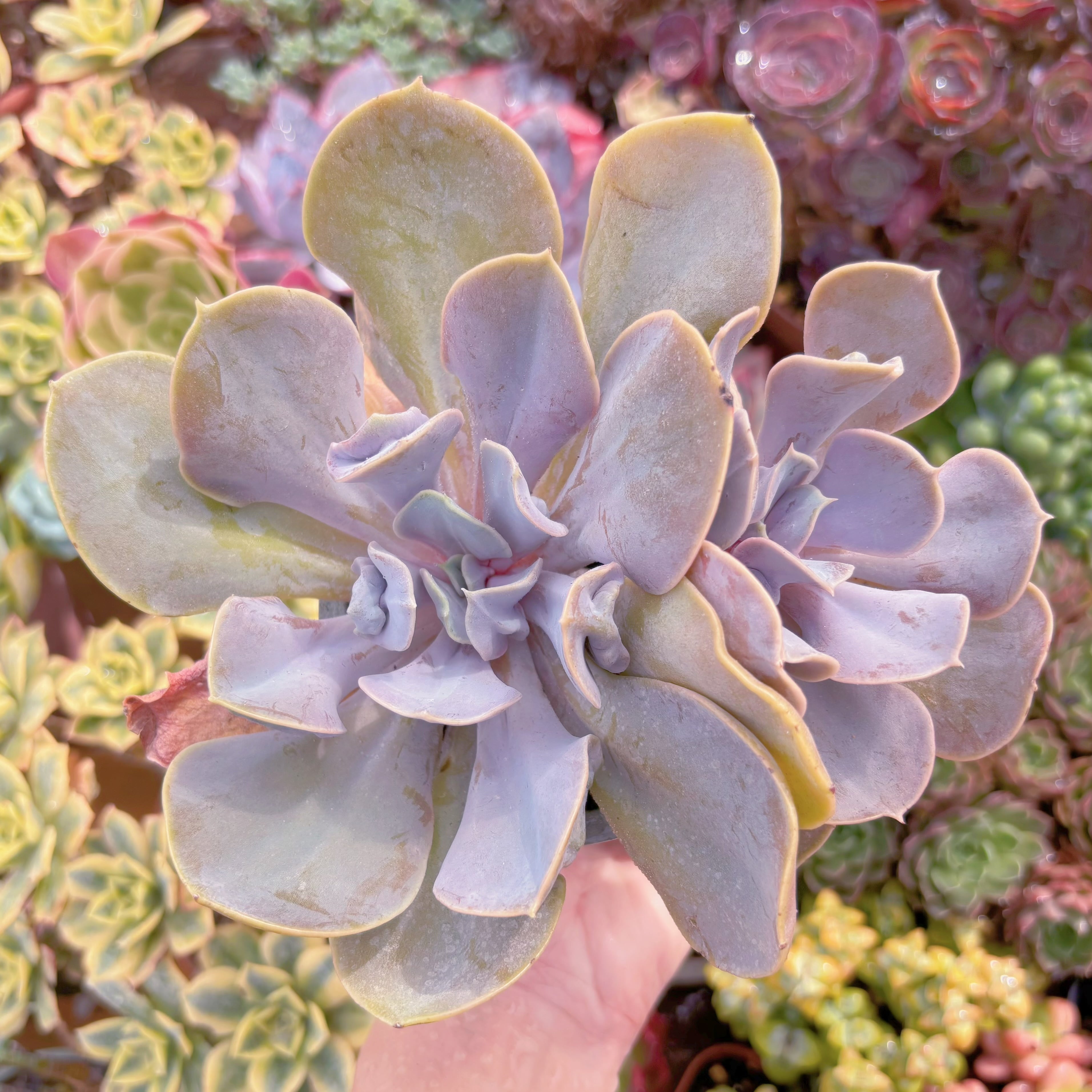 現品 ヴァルキリーエトランペット#085 大群生 るる農園 | るる農園