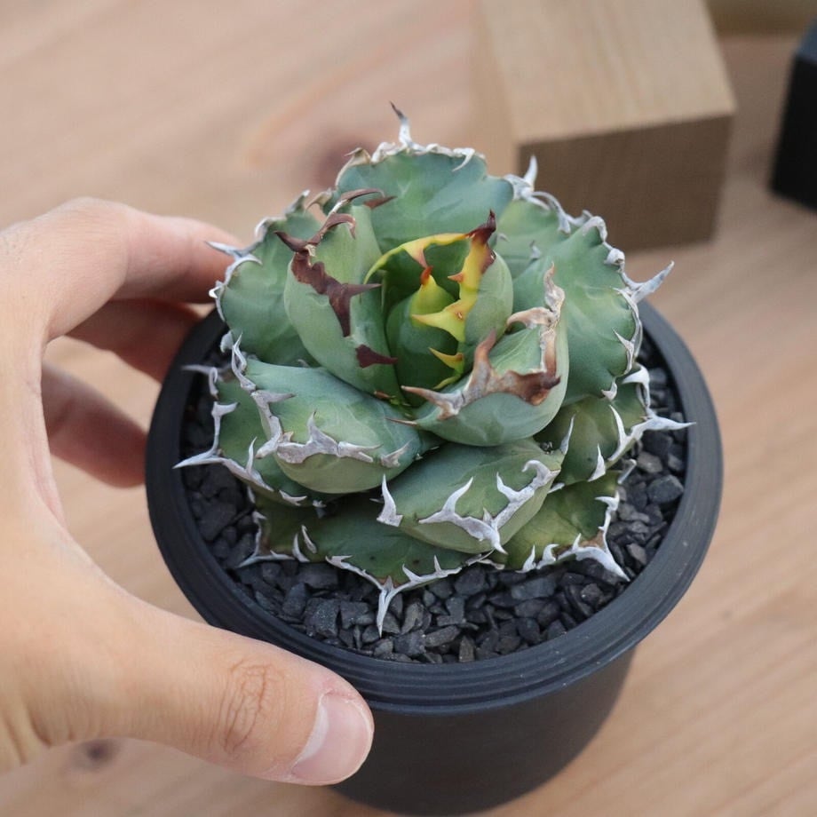 アガベ | THE CORE