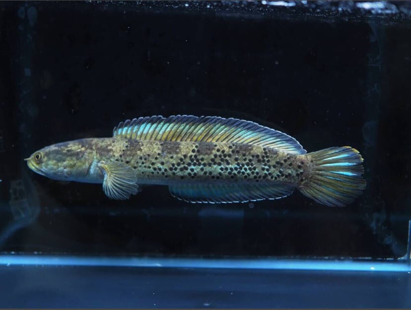 【極美個体】 チャンナspブラックダイヤモンド