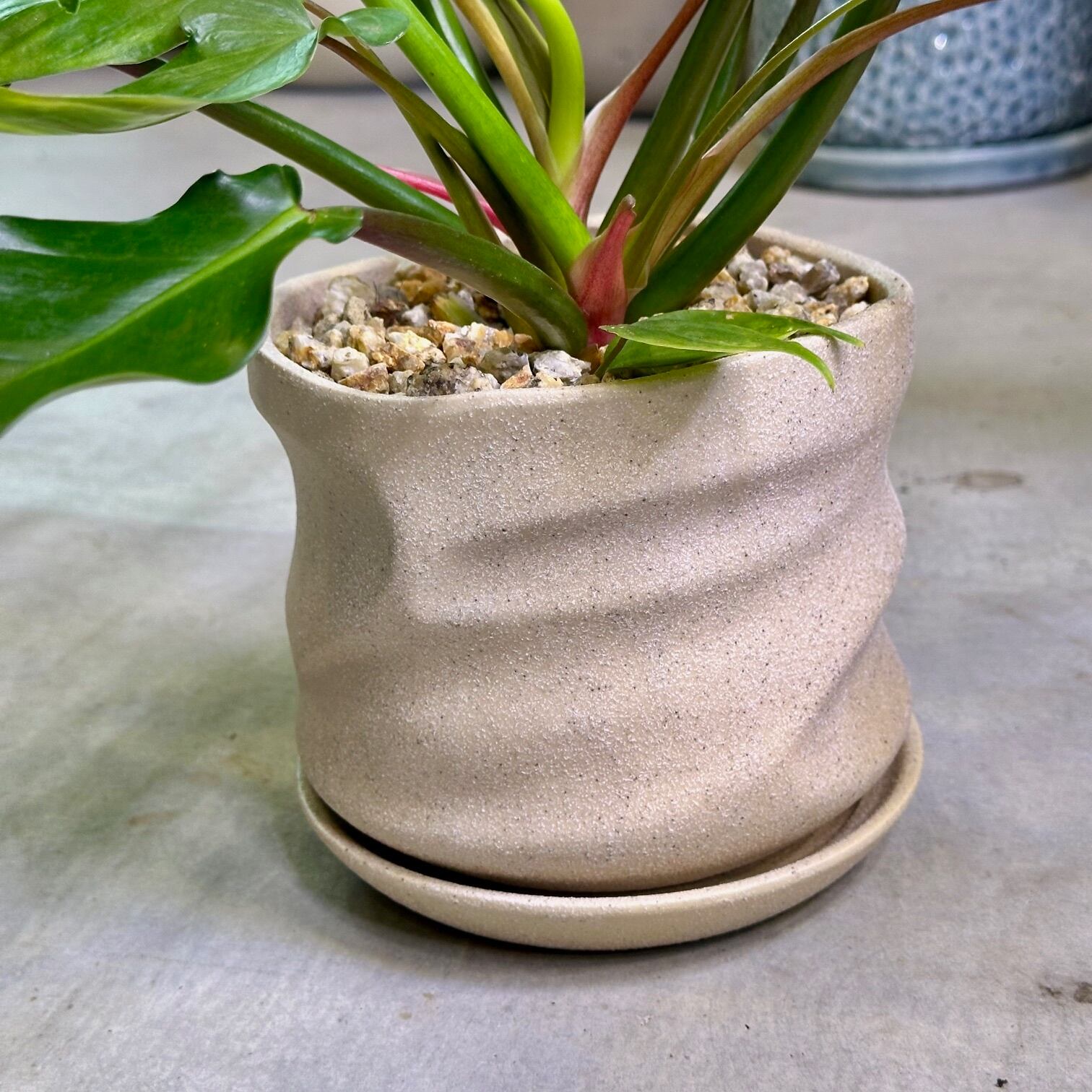 フィロデンドロン・トリッパーティタムジャックシュート | Pay ID