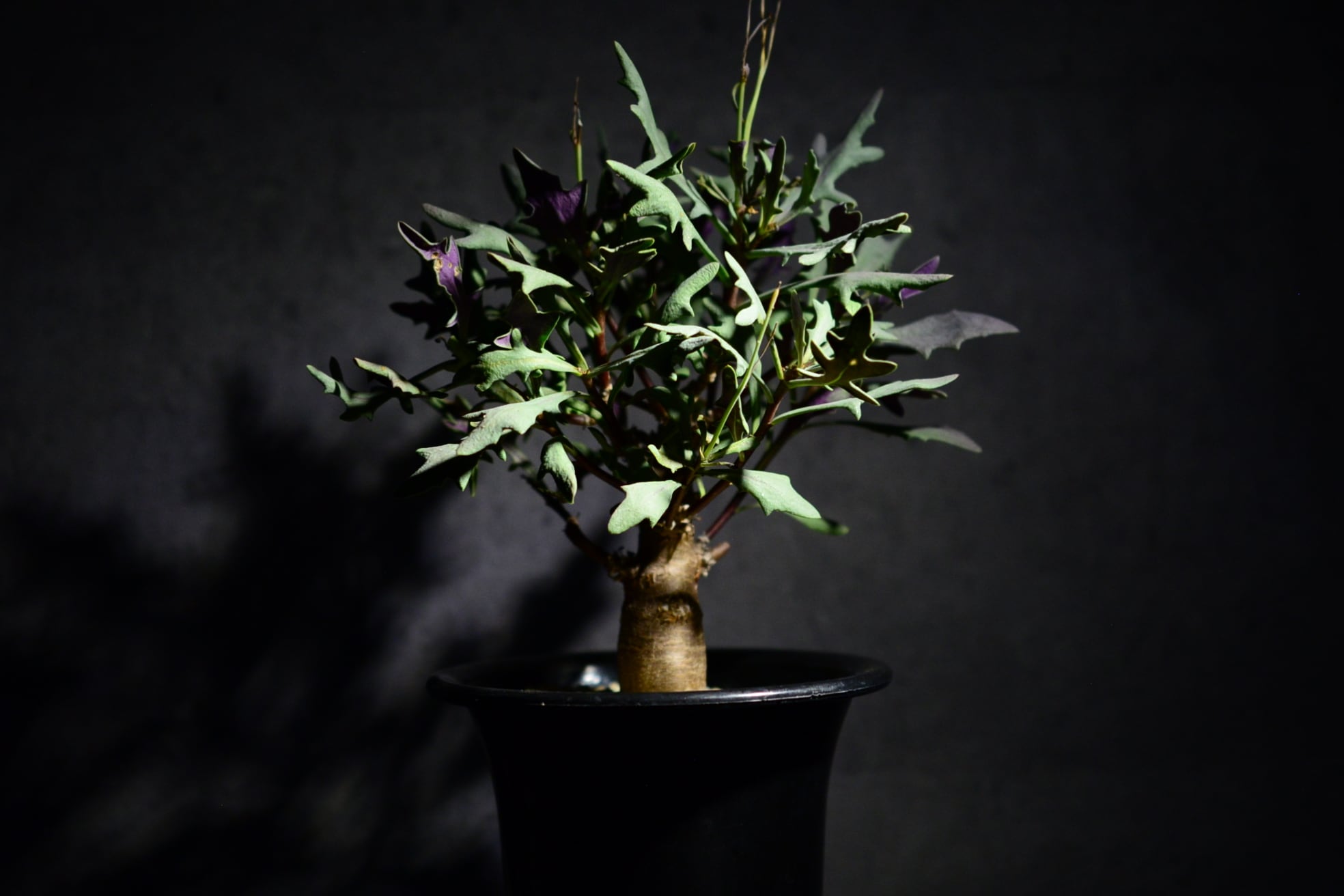 オトンナ ロバタ | N collect plants