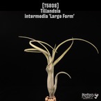 Tillandsia intermedia 'Large Form'〔ティランジア〕T5808