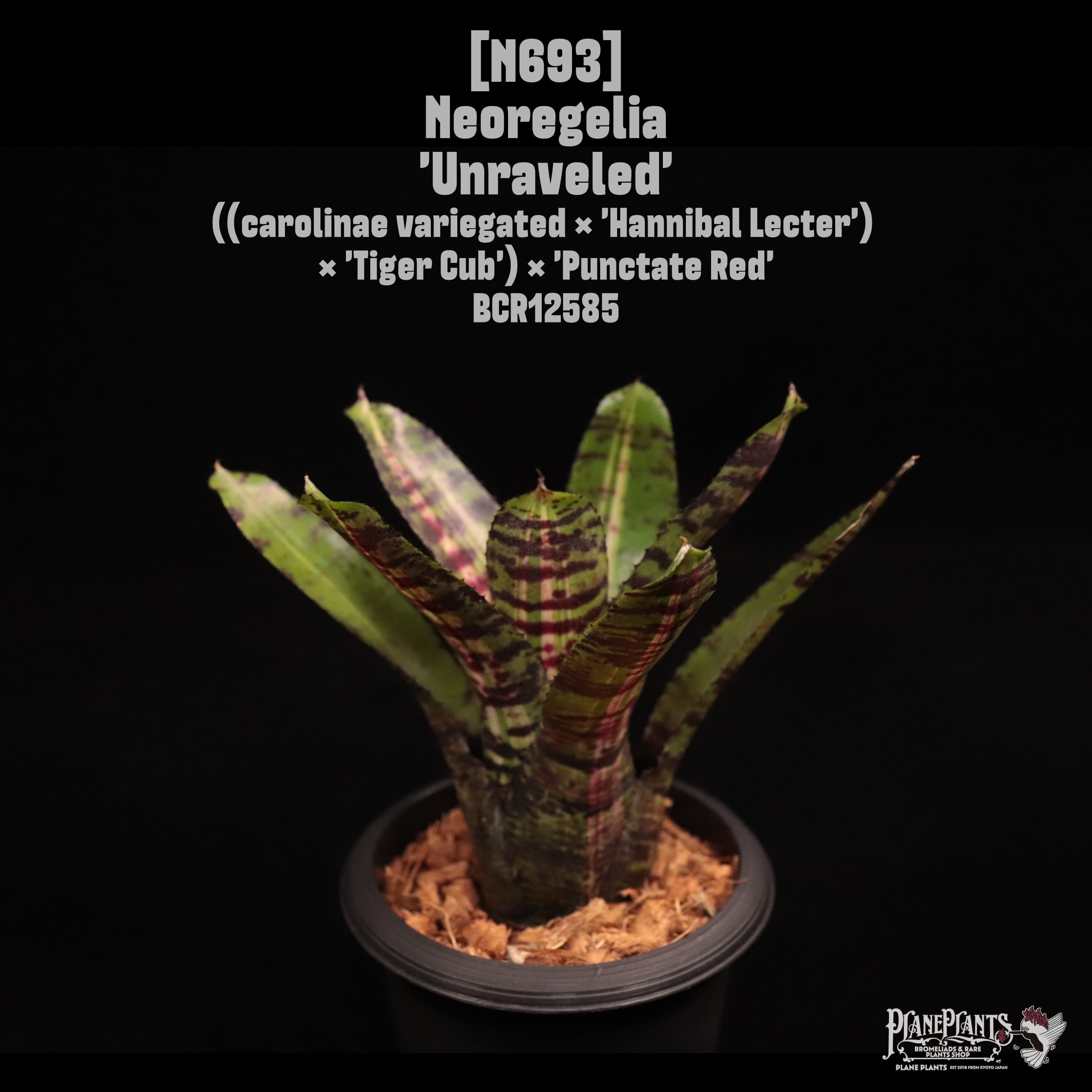ネオレゲリア・デメター Chester Skotak Hybrid | plane plants