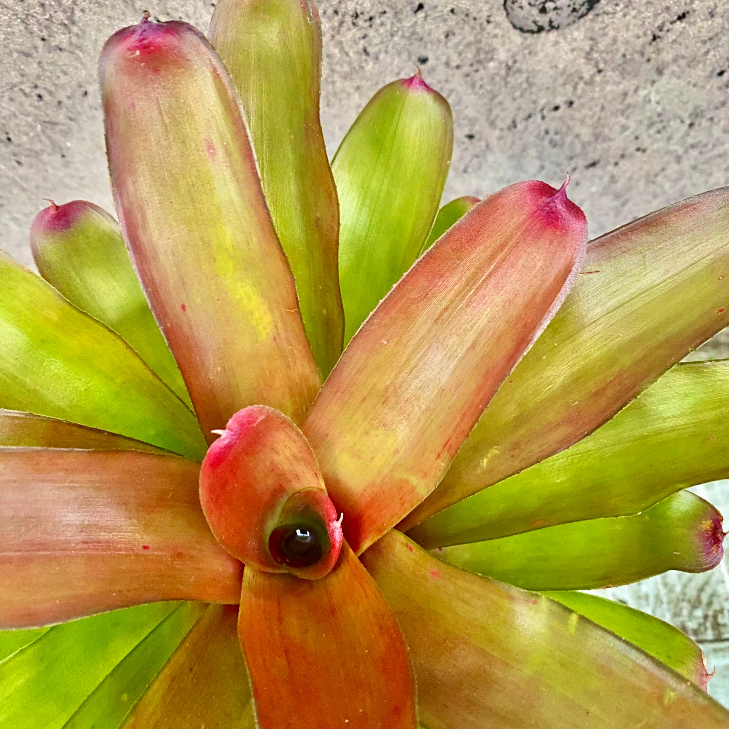 ブロメリア・エアープランツ Hohenbergia Black Fujin タンク