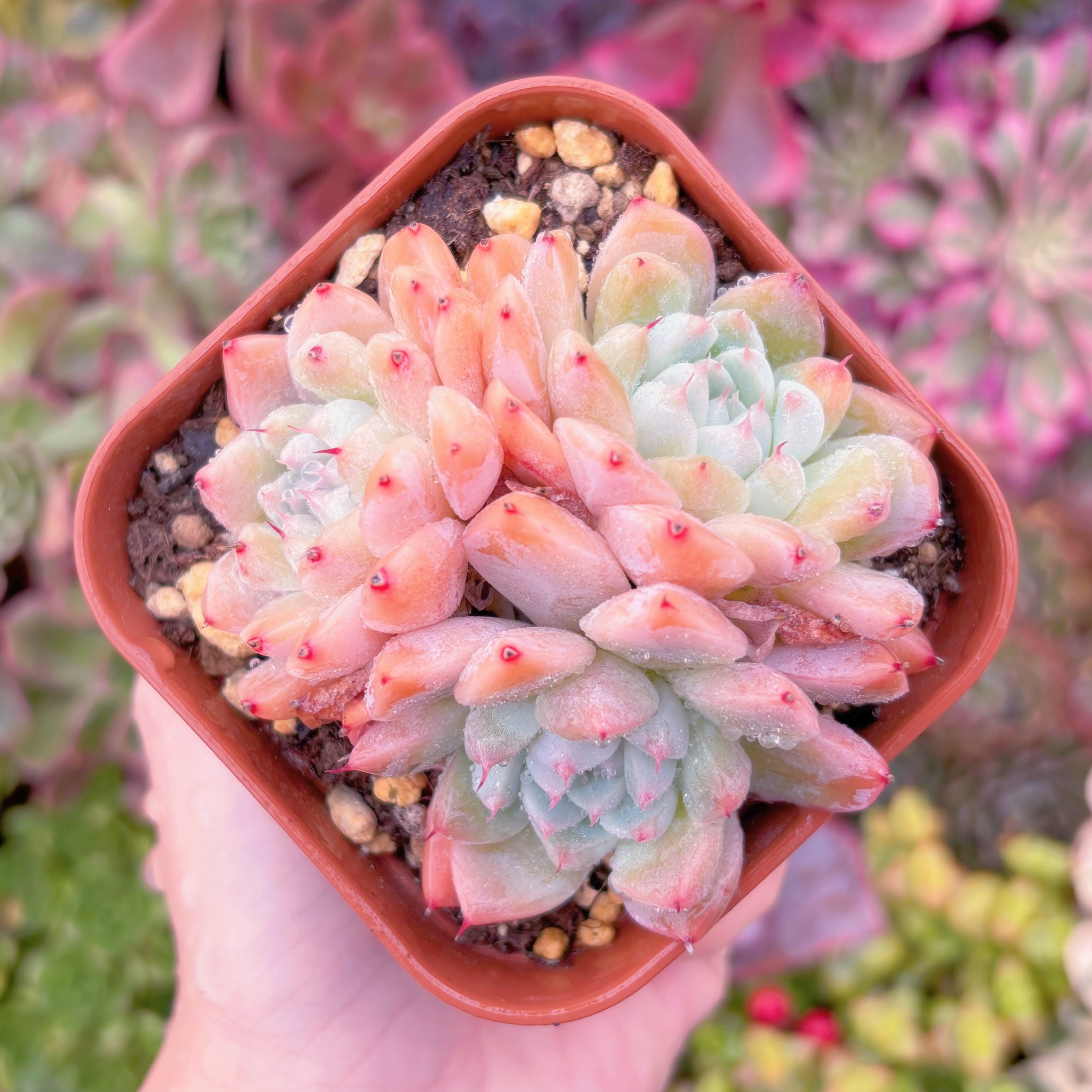 現品　Alba Beauty#748　るる農園