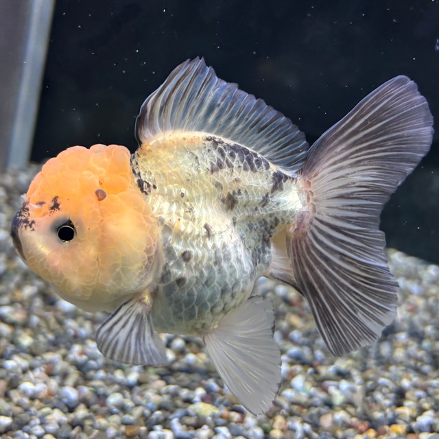 ローズテールオランダ　タイガー　１０ｃｍ