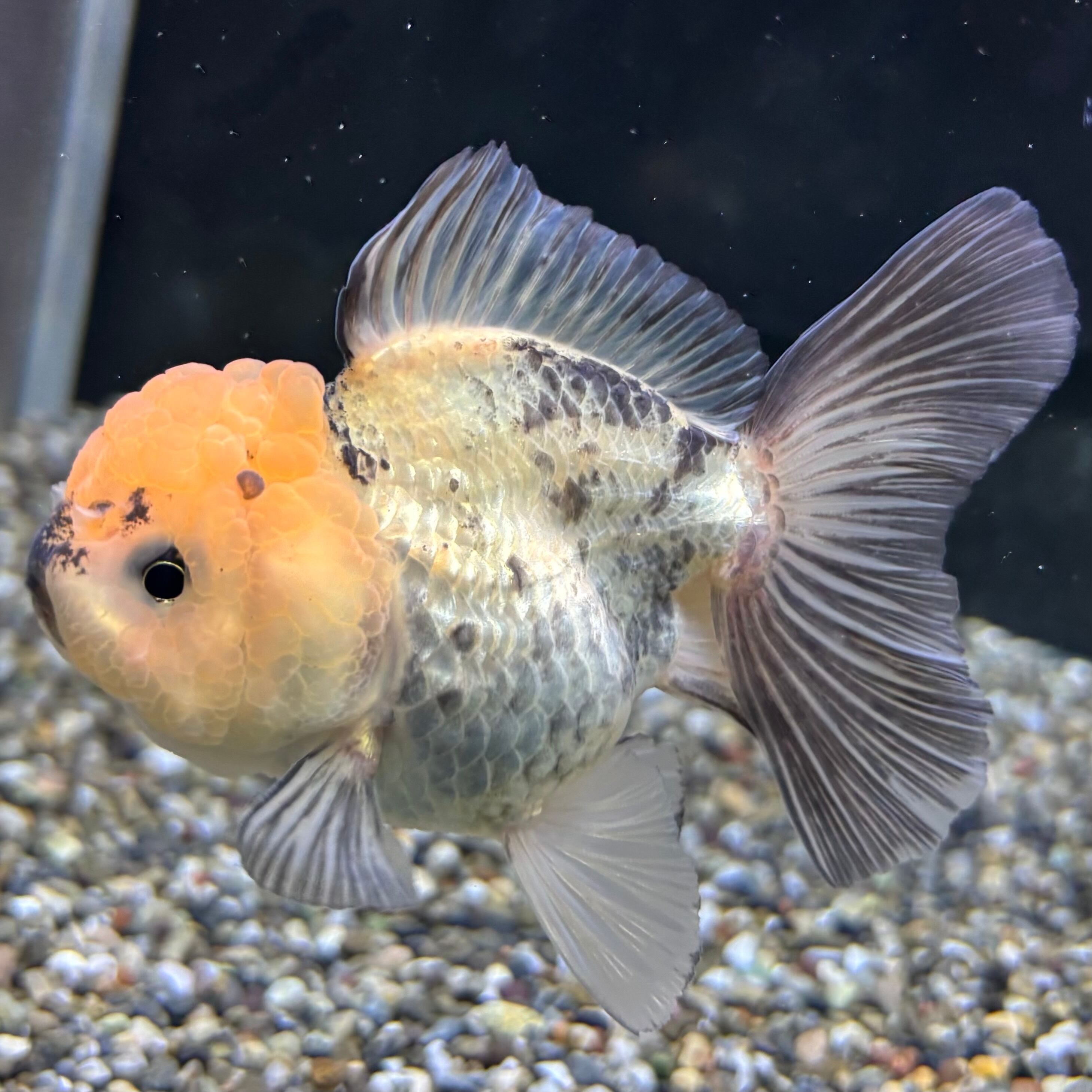 ローズテールオランダ タイガー 10cm