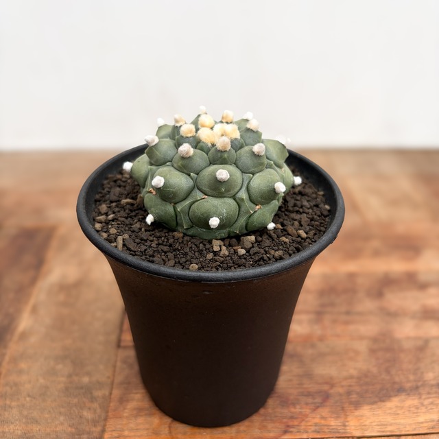 Astrophytum asterias f.nudum【アストロフィツム・亀甲瑠璃兜】