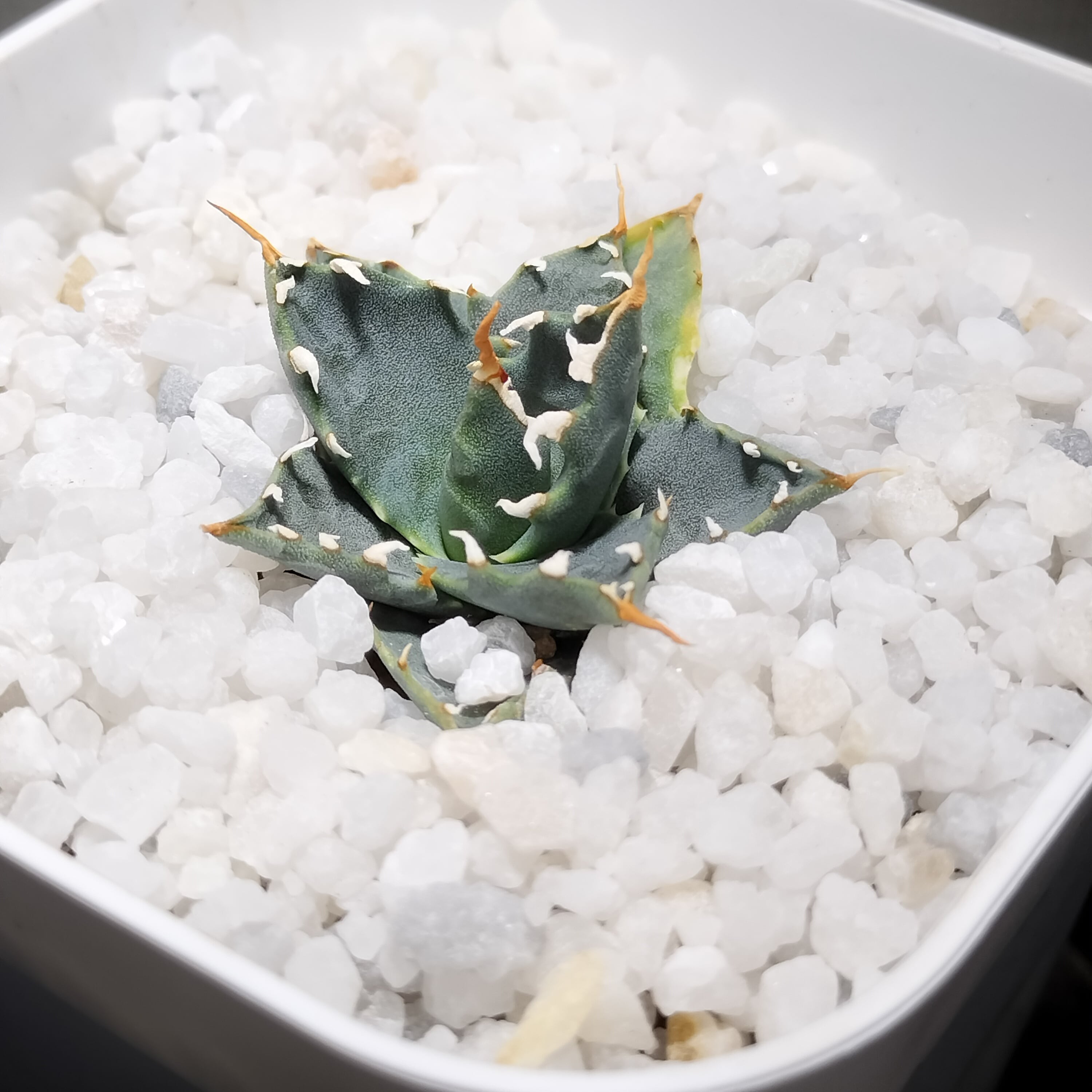 73.萬代厳竜(ロファンサ×チタノタHyb)/Agave lophantha×titanota hyb