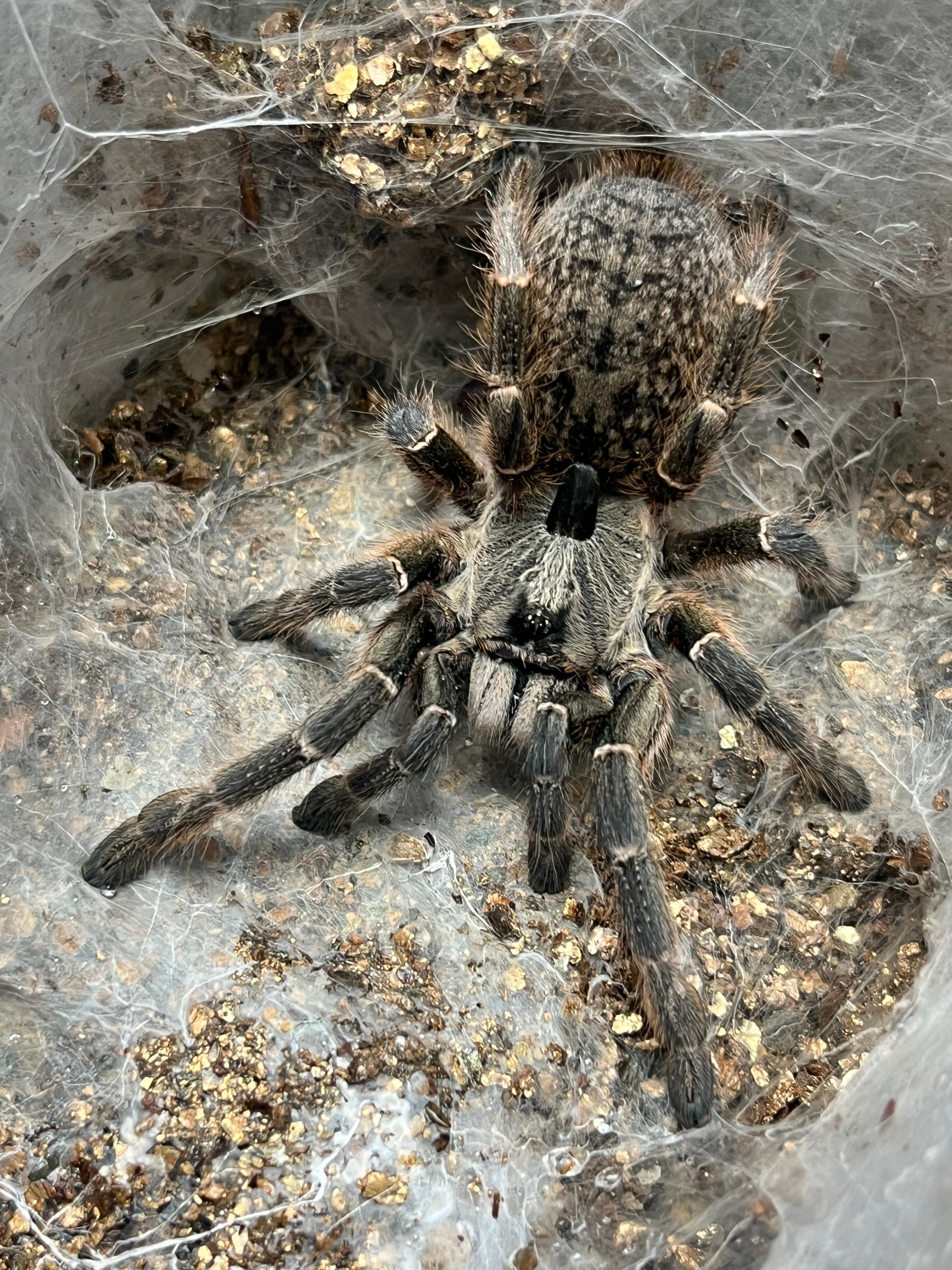 百足最大種】ペルビアンジャイアントオオムカデセンチピード