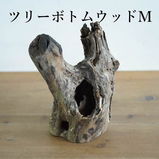 水苔250gＡＡＡ.コルク樹皮３枚セット 水苔250gAAA.コルク樹皮3枚セット 【公式通販】