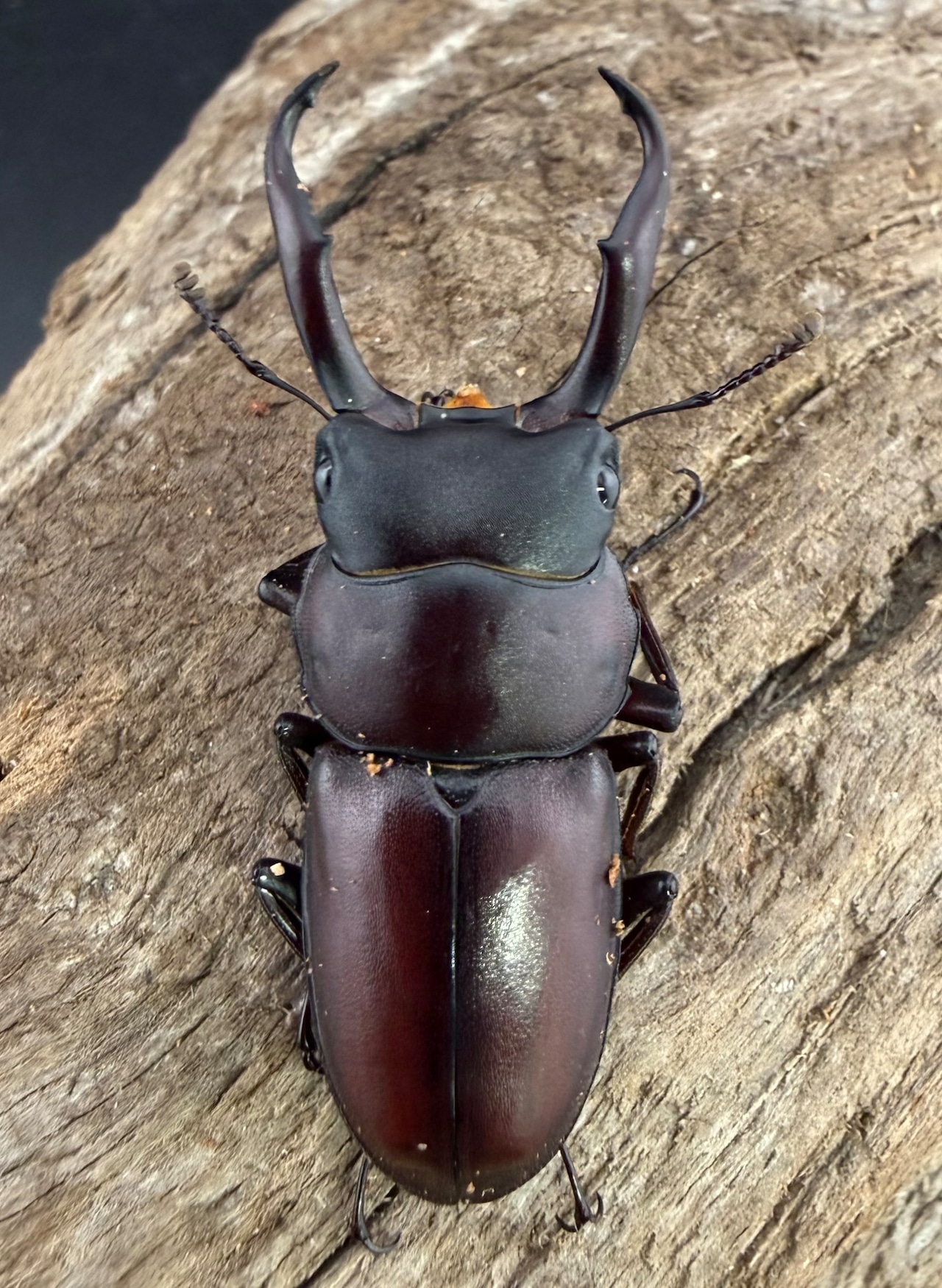 《ミシマコクワガタ 硫黄島産 40mm ♂♀♀トリオ》