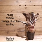 【送料無料】Aechmea chantinii 'Black Ice' seedling〔エクメア〕現品発送A0049