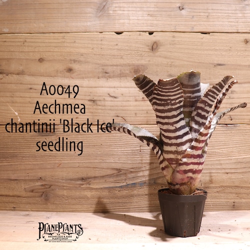 【送料無料】Aechmea chantinii 'Black Ice' seedling〔エクメア〕現品発送A0049