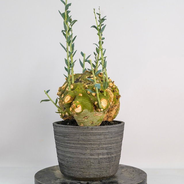 F70 アデニア ペチュエリー Adenia pechuelii ナミビア産 発根済み 現地球