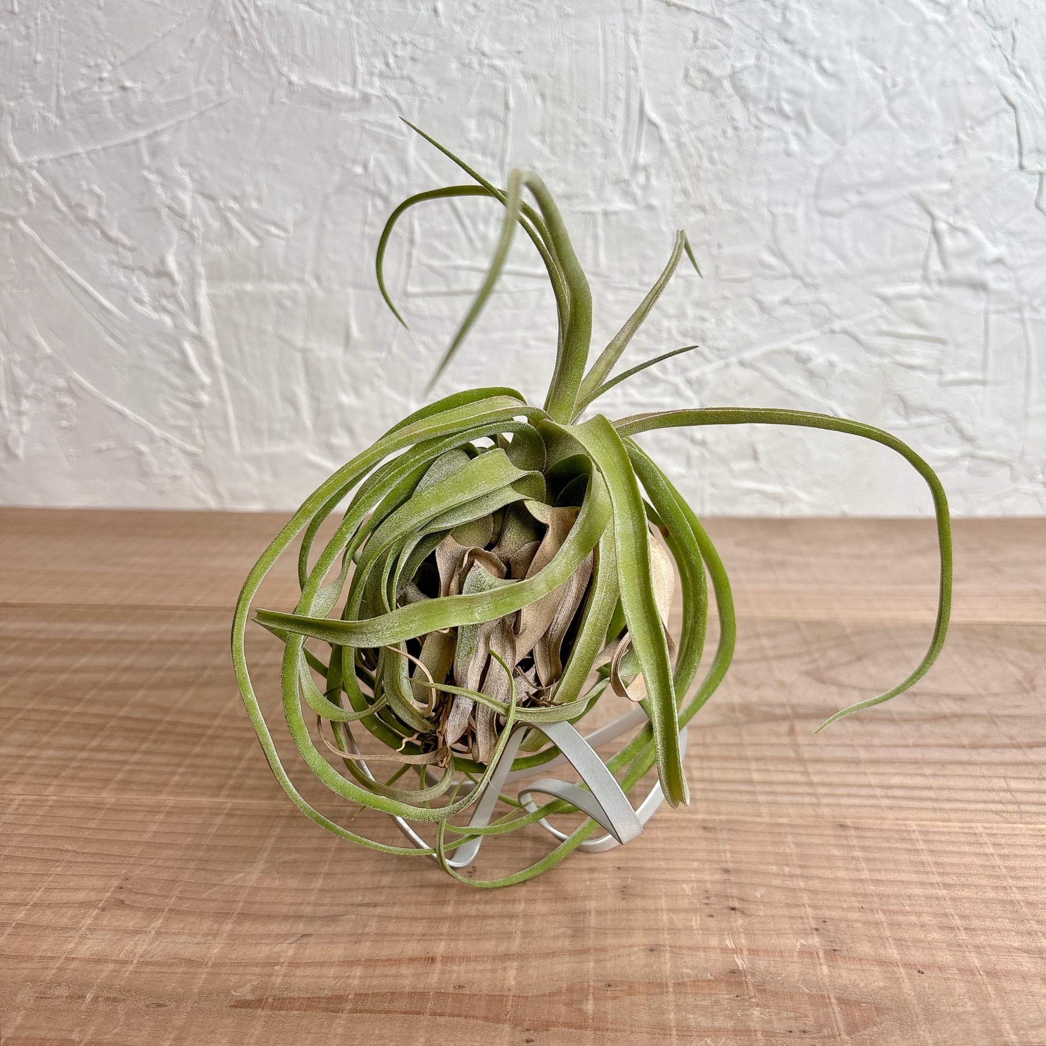 チランジア ストレプトフィラ【エアプランツ】 | yu25plants