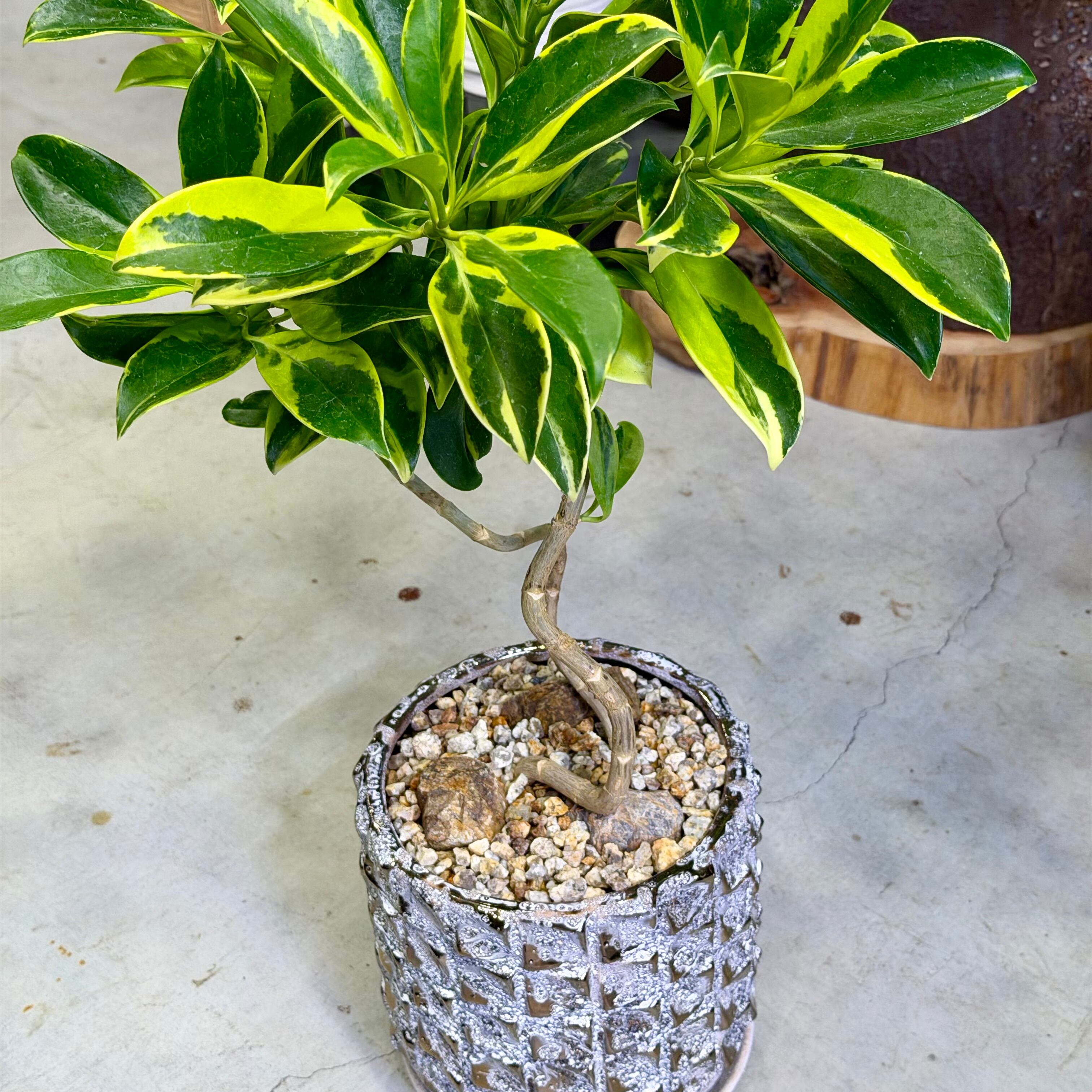 ファグラエア・ベルテロアナ 'バリエガータ' | barrelplants_BONSAI