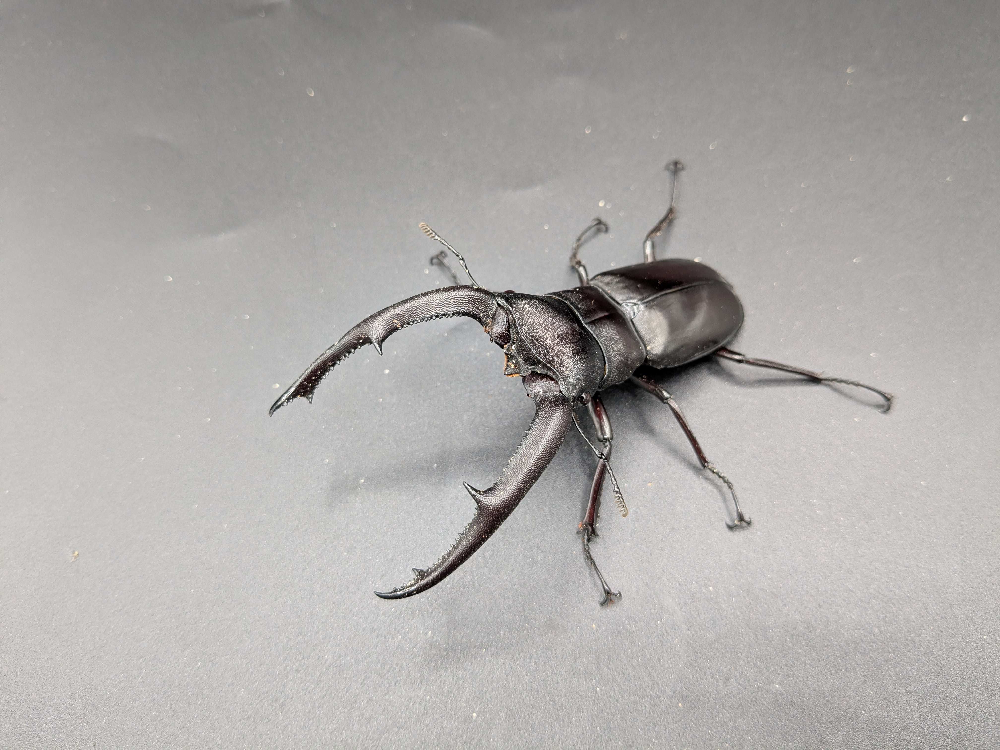 WDマンディブラリスフタマタクワガタ ♂93mm♀43mm