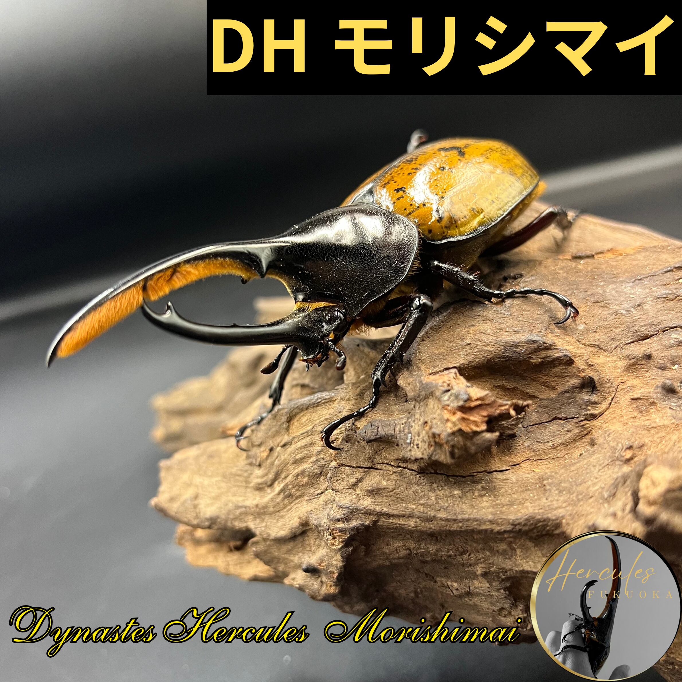 ヘラクレスヘラクレス ♂95㎜ 単品 7月羽化 未後食・未使用 (7