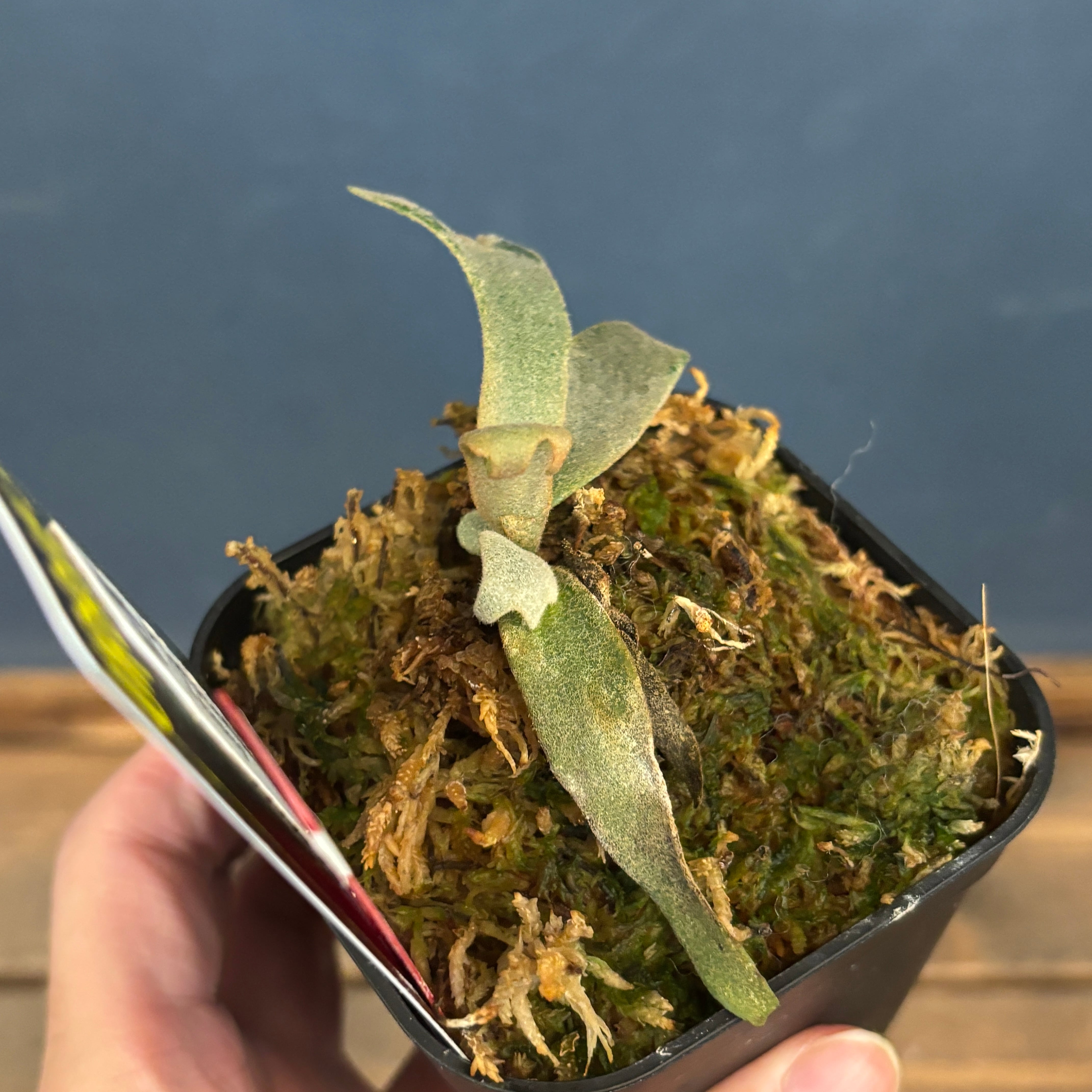 クリアランス】ビカクシダ ジェニー P. willinckii 'Jenny'【658