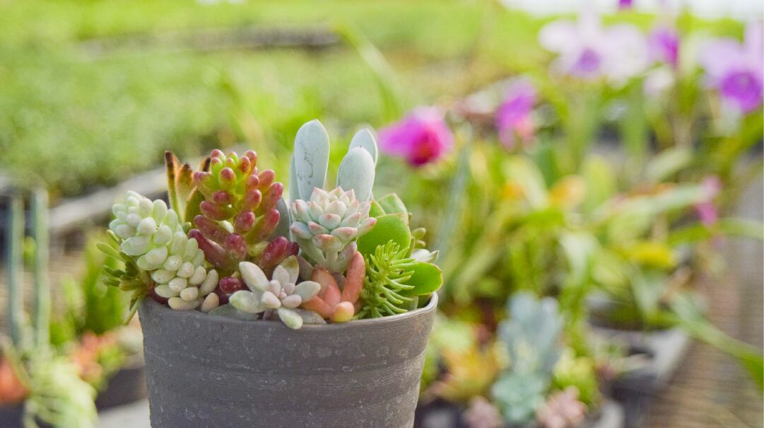 多肉植物の寄せ植え | 新城ポット園芸