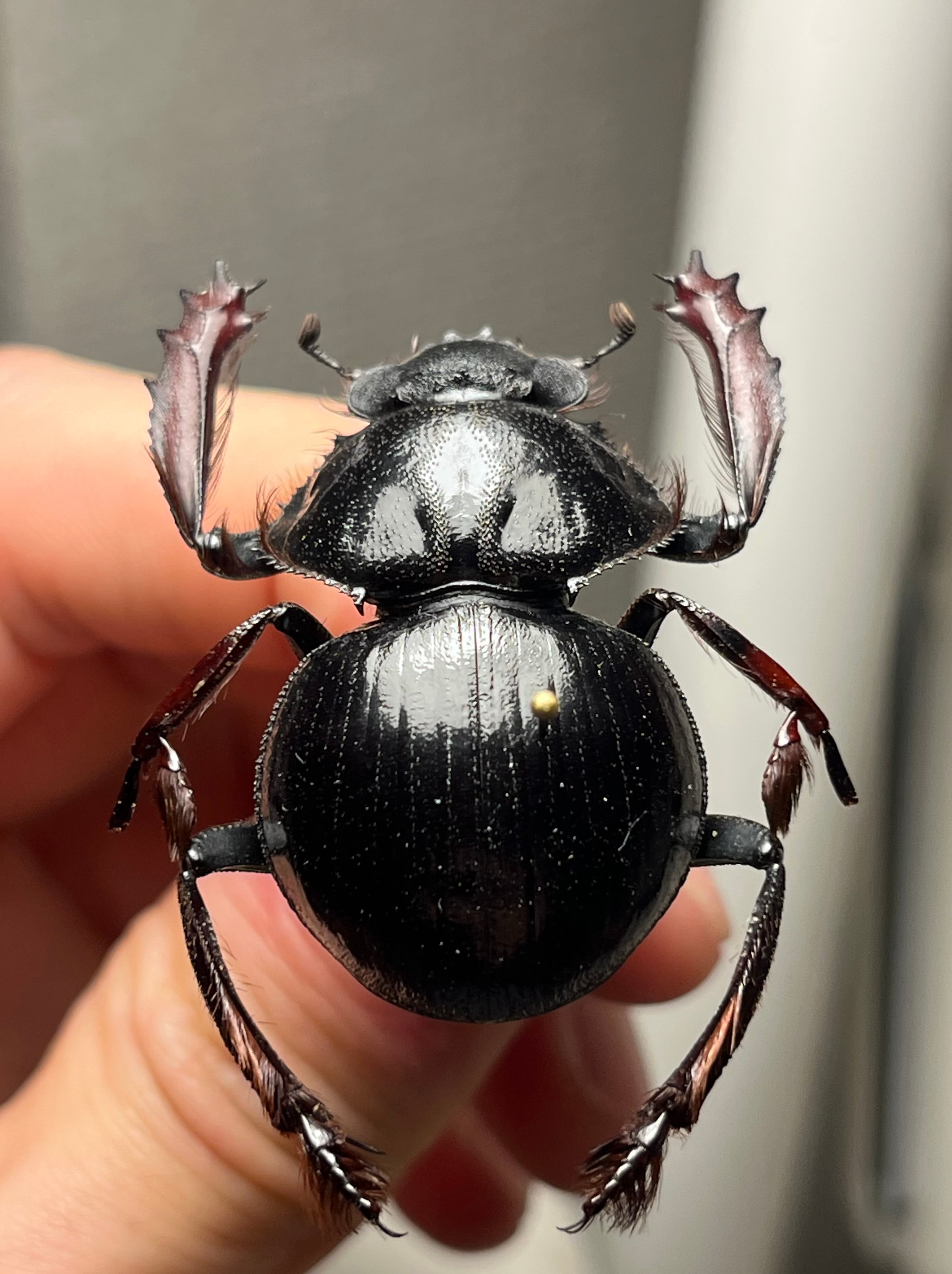 属内最大種】Pachysoma アカアシタマオシハネナシコガネ フンチュウ