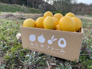 オーガニックレモン　2キロ（15〜18個前後）