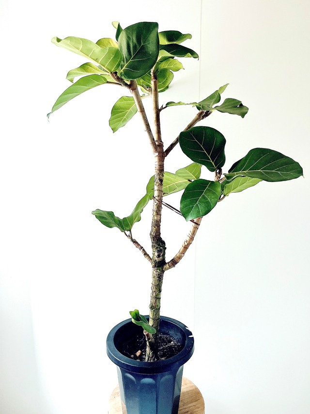 希少 フィカス アフリカンプリンス ８号 観葉植物 calm cafe