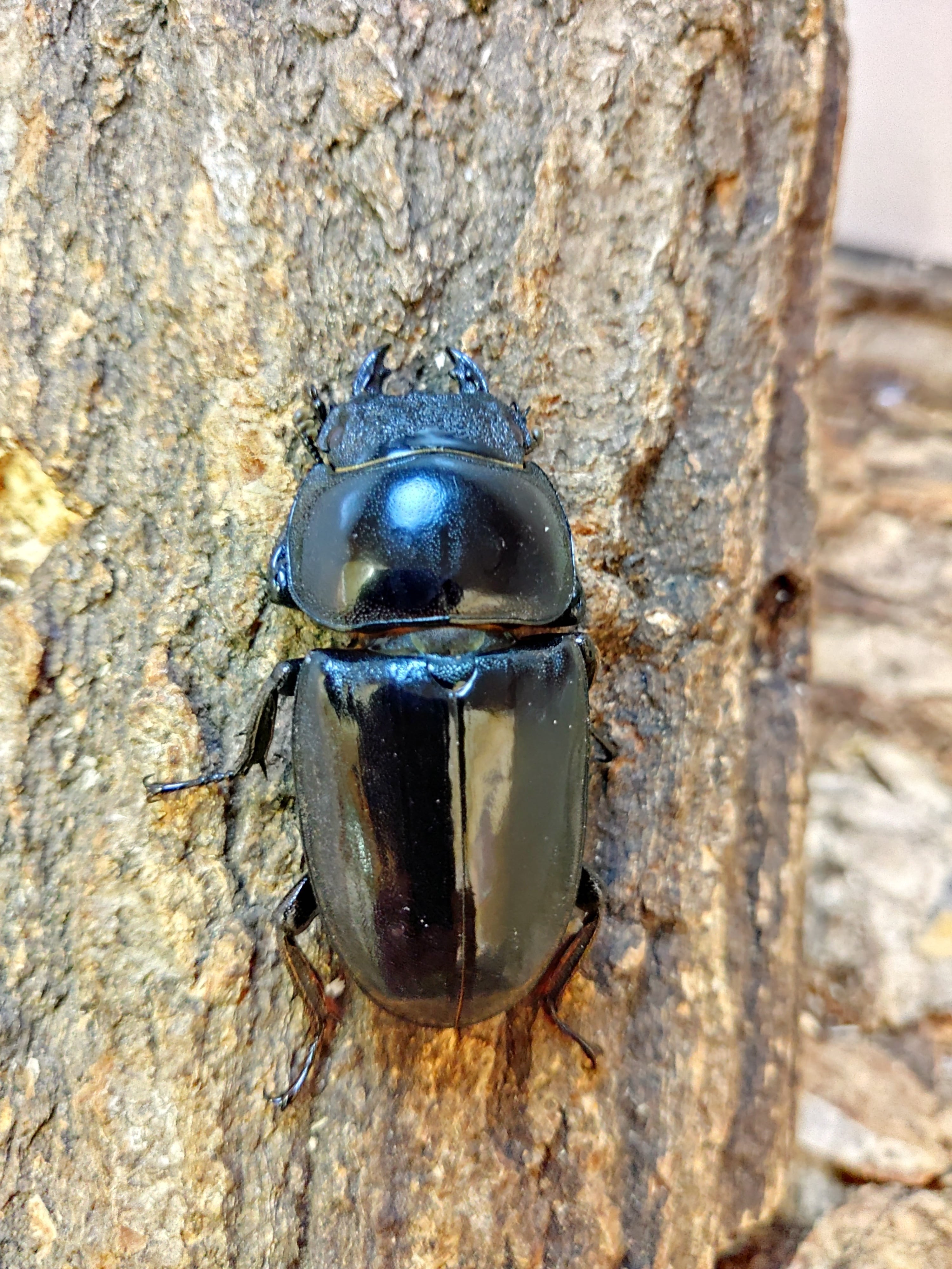 クワガタ【早い者勝ち♪】パラワンオオヒラタクワガタ単品 パラワンオオヒラタクワガタ ♂×1♀×2 ♂98㎜ | くわバカおやじ