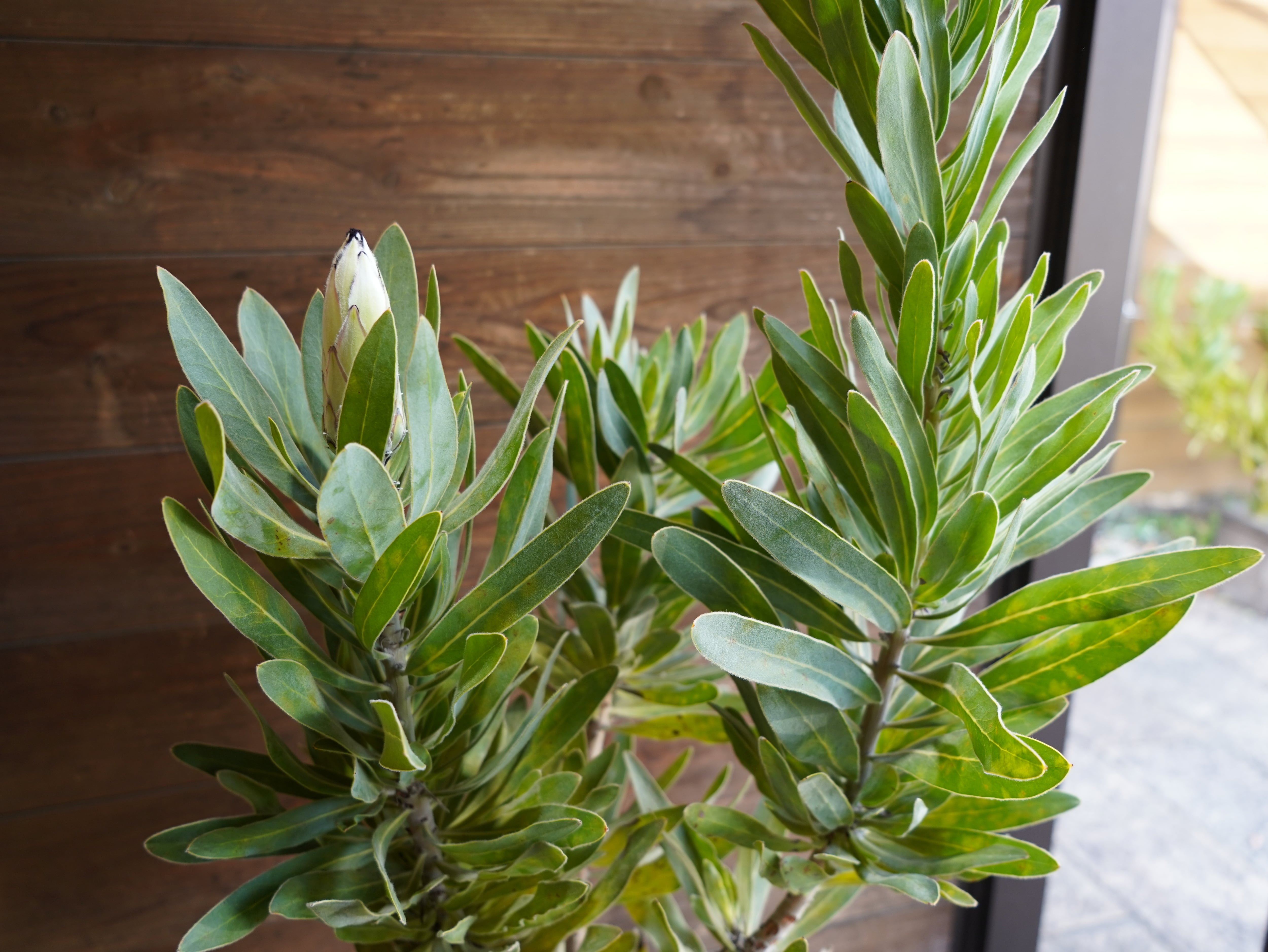 【現物】プロテア  "クリームミンク"