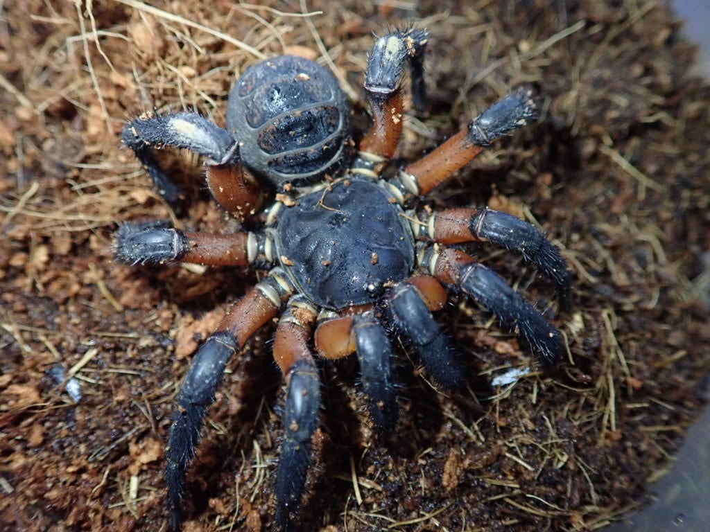 Spider クモ | Bebe Rep. 奇蟲部門