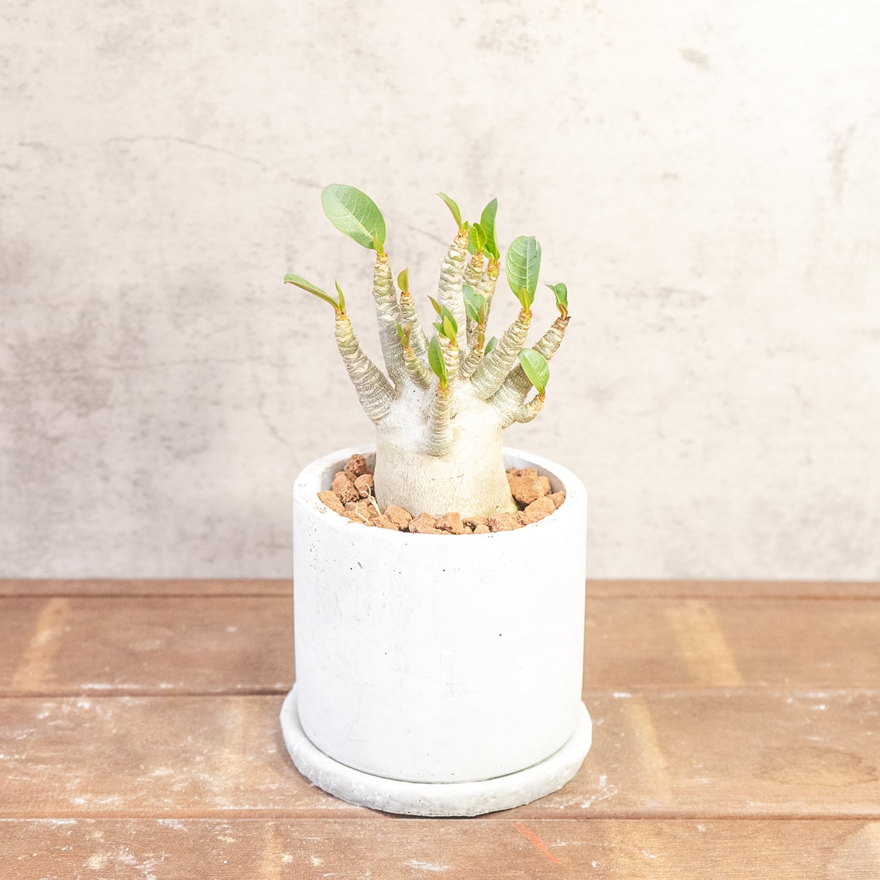 【ぷっくり丸い塊根】ぽってり愛らしい姿がたまらないアデニウム・ドワーフ。植物を引き立てる無骨な手づくりモルタル鉢でお届け／虫発生抑制（全国一律送料850円）