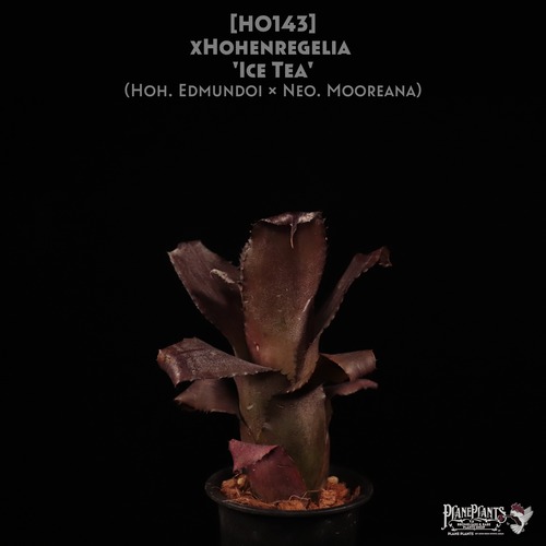 【送料無料】xHohenregelia 'Ice Tea'〔ホヘンレゲリア〕現品発送H0143
