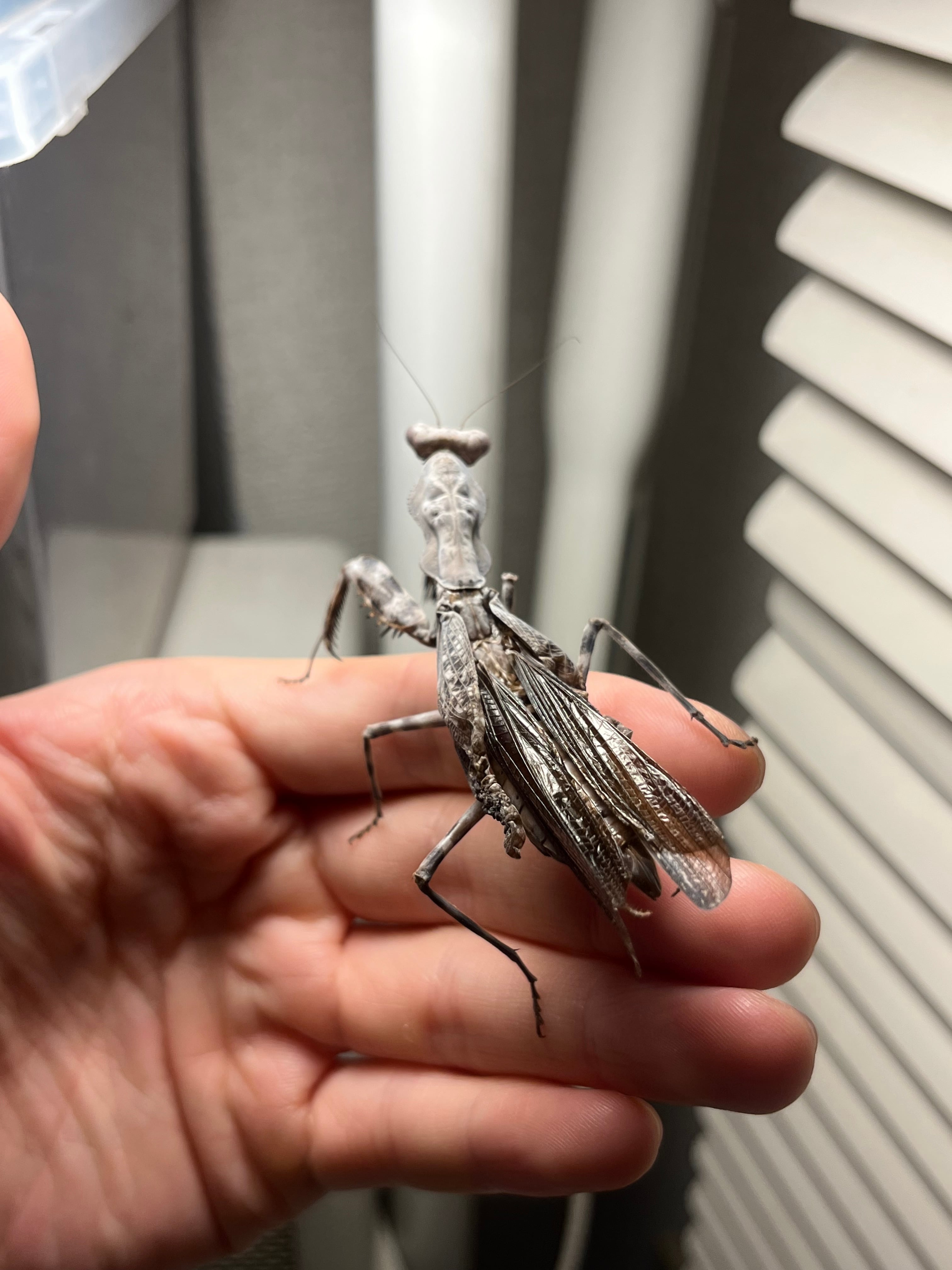 ダブルシールドマンティス　標本 ♀成体】ダブルシールドマンティスB品 体長7cm程 Pnigomantis