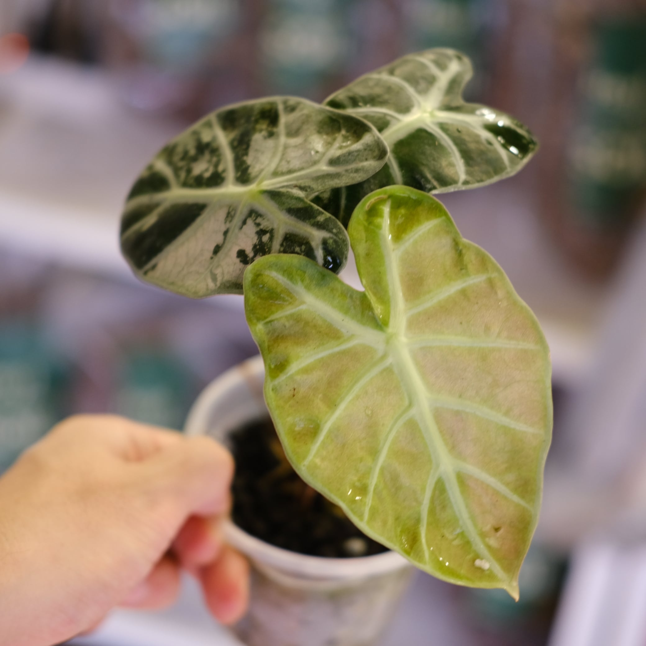 アロカシア / Alocasia | tokyoplants (トーキョープランツ)｜希少な