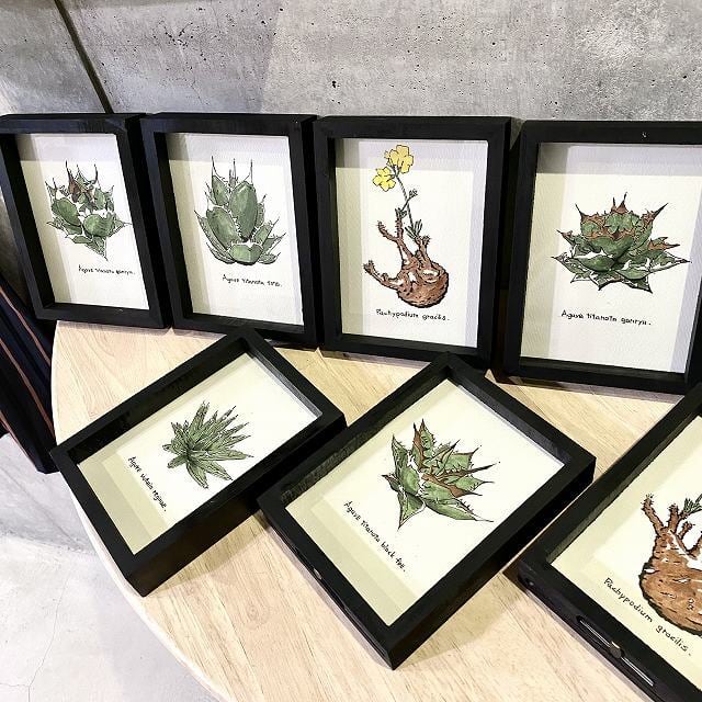 agave titanota kaio painting/アガベ チタノタ 海王 オリジナル