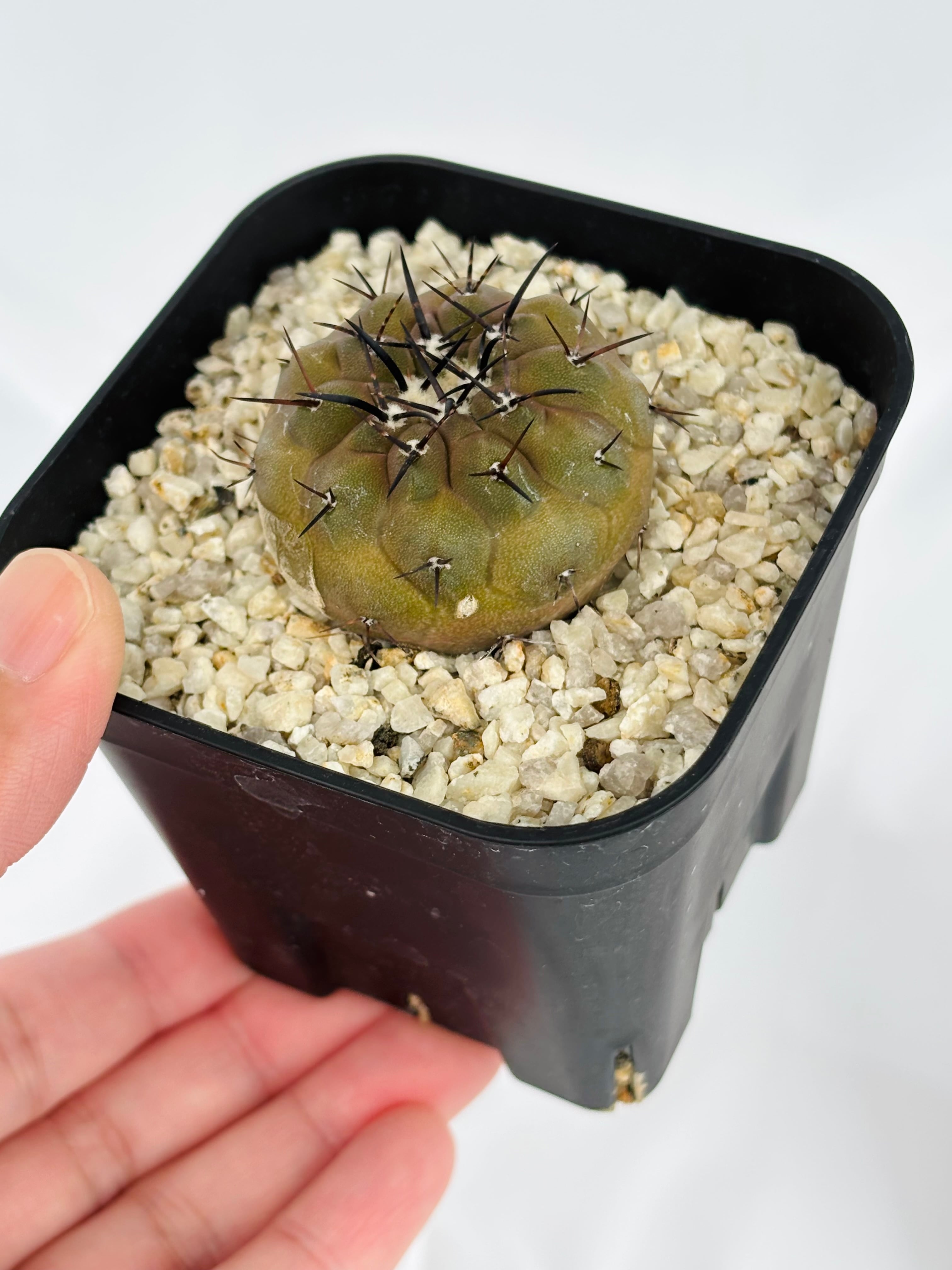 Copiapoa cinerea コピアポア シネレア 黒王丸 サボテン | plants MARU
