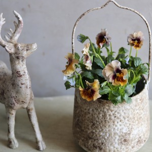 パンジー　マシェリマダム　冬から春にオススメのお花　よく咲く　シャビーシックにおすすめ