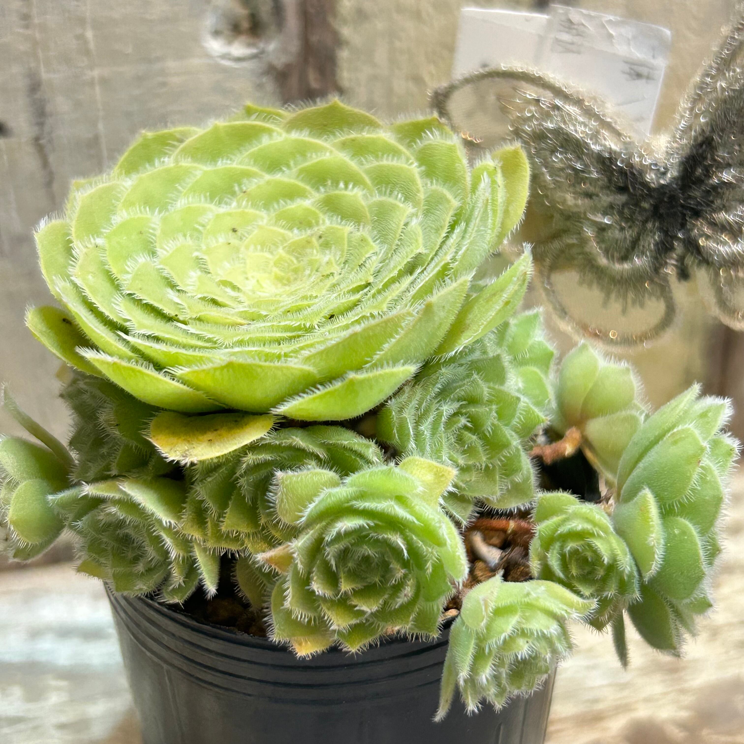多肉植物 カット苗 姫秋麗と姫明鏡 【公式通販】