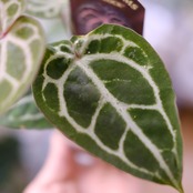 【希少】Anthurium 'Michelle' by DOC BLOCK⑤ / アンスリウム・ミシェル│観葉植物