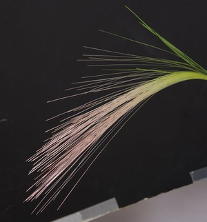 ホルデュームジュバタム　　FG-5114G/L　4961823754135　造花（アーティフィシャルフラワー） > 定番造花グリーン（素材）
