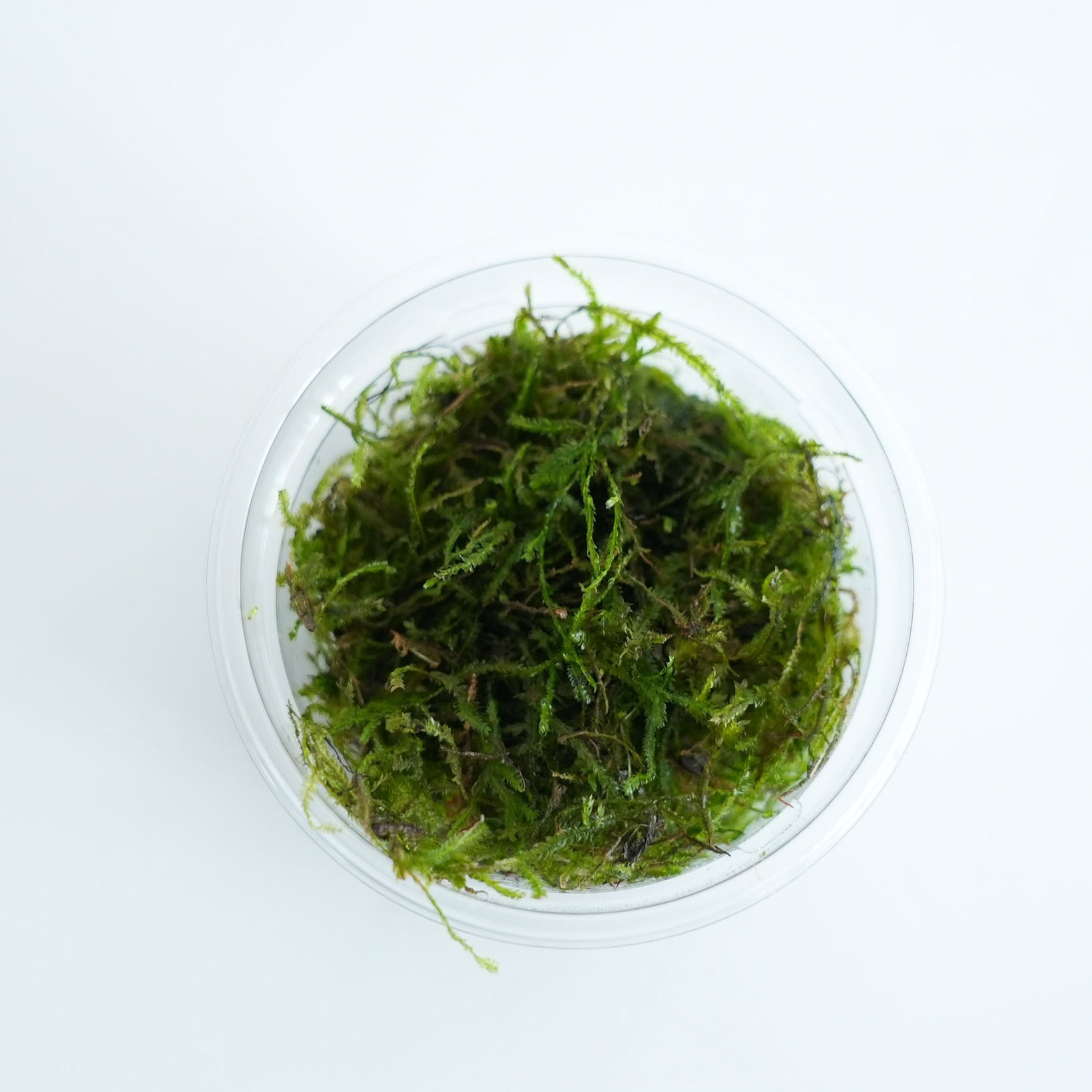 ウィローモス｜苔テラリウム作製用素材◇アクアテラリウムの必需品