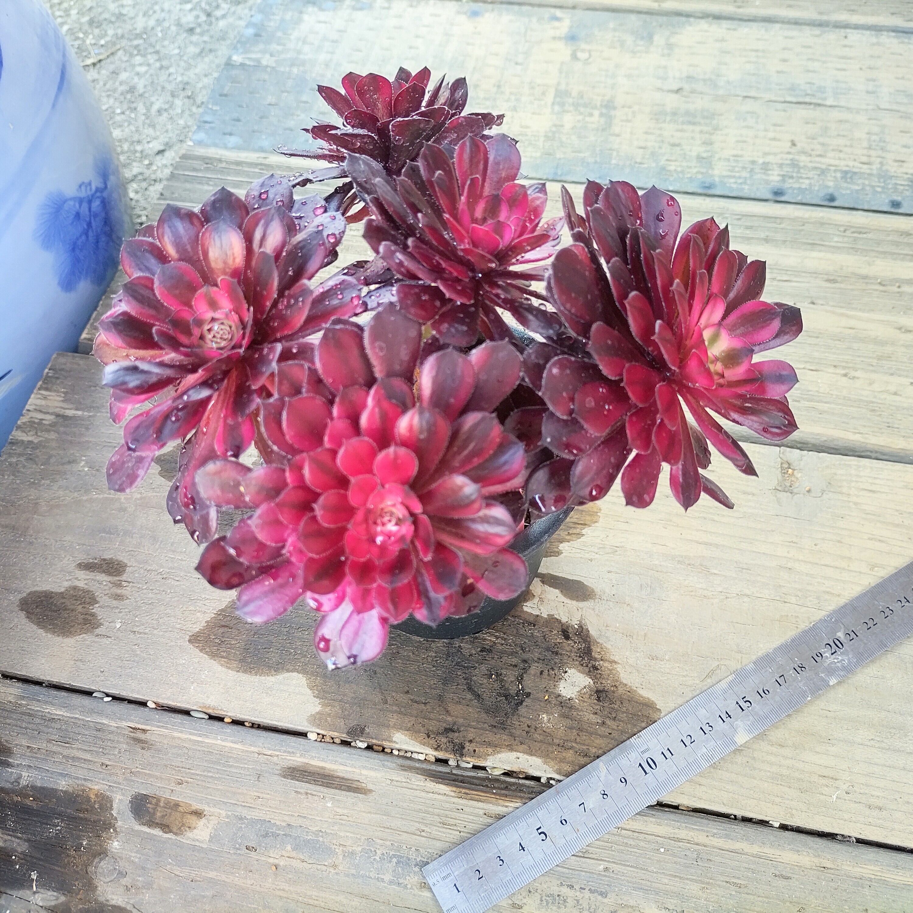 ブラックスワン(アエオニウム) | RuPo 多肉植物専門店