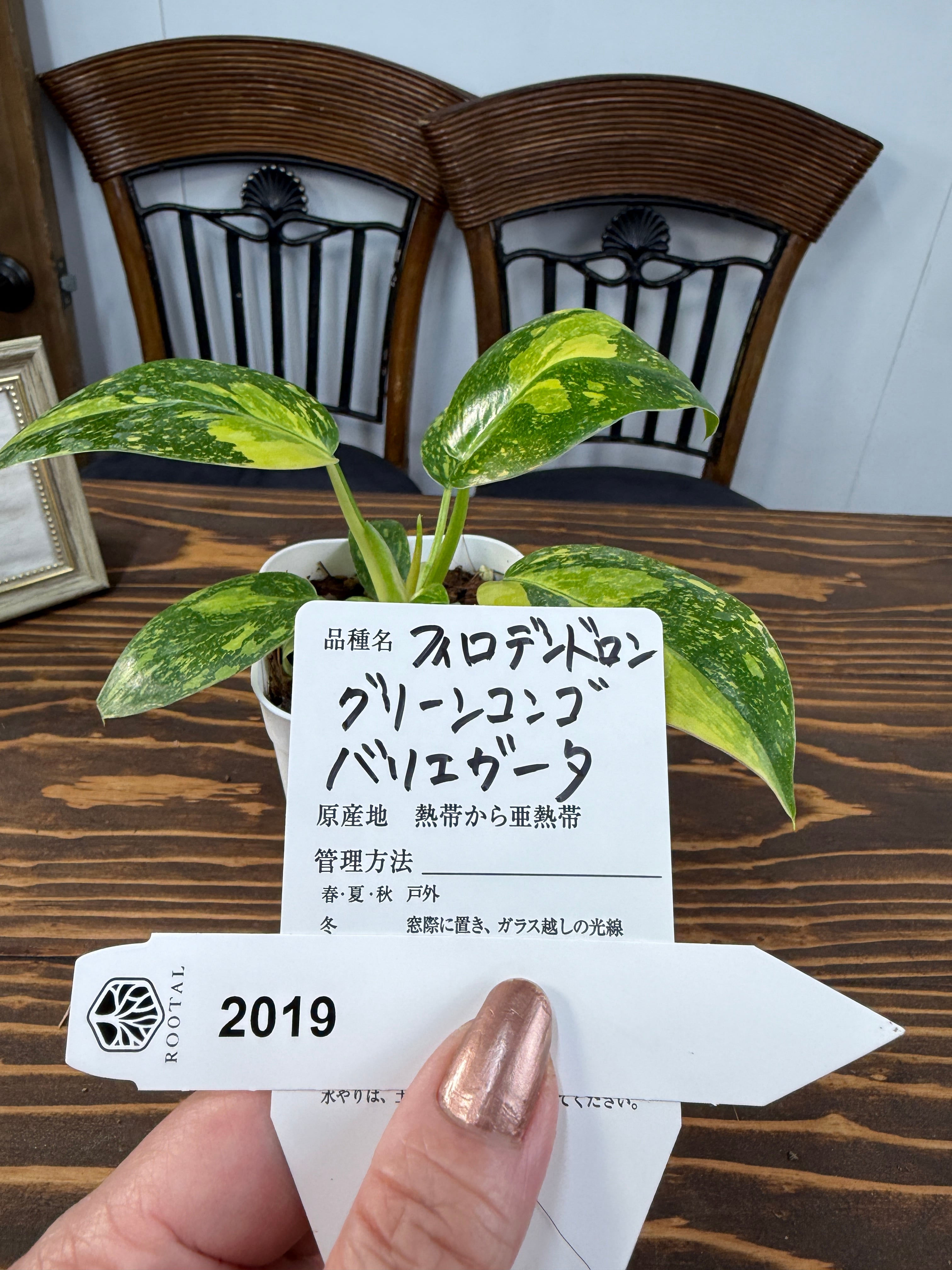 斑入り | ROOTALPLANTS