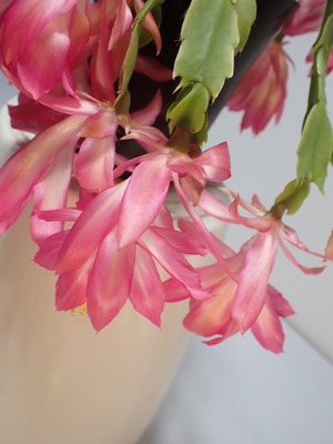 Schlumbergera ‘Frony’　４号鉢