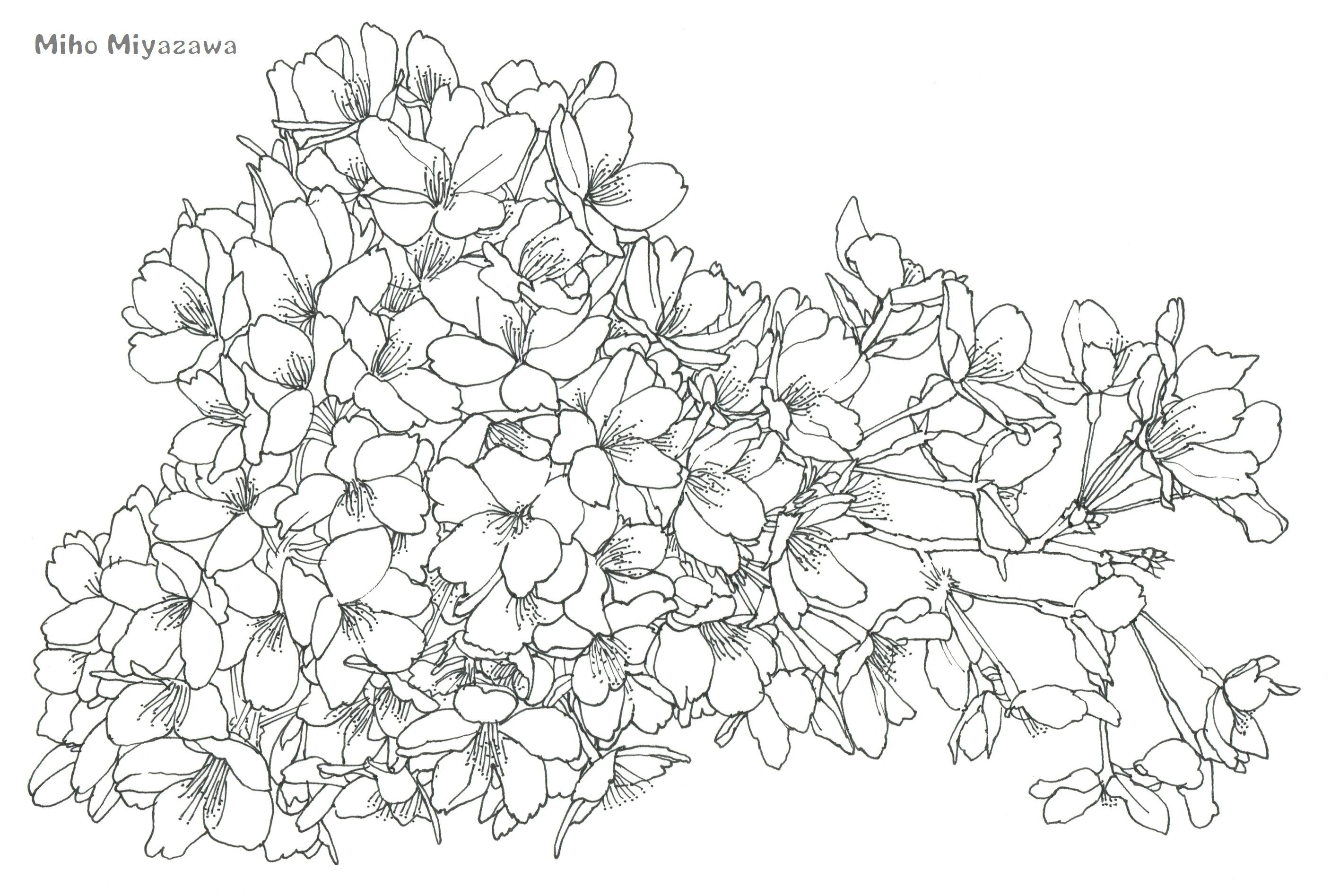 オリジナルイラスト原画：桜Drawing | 宮澤美穂 アートワークショップ